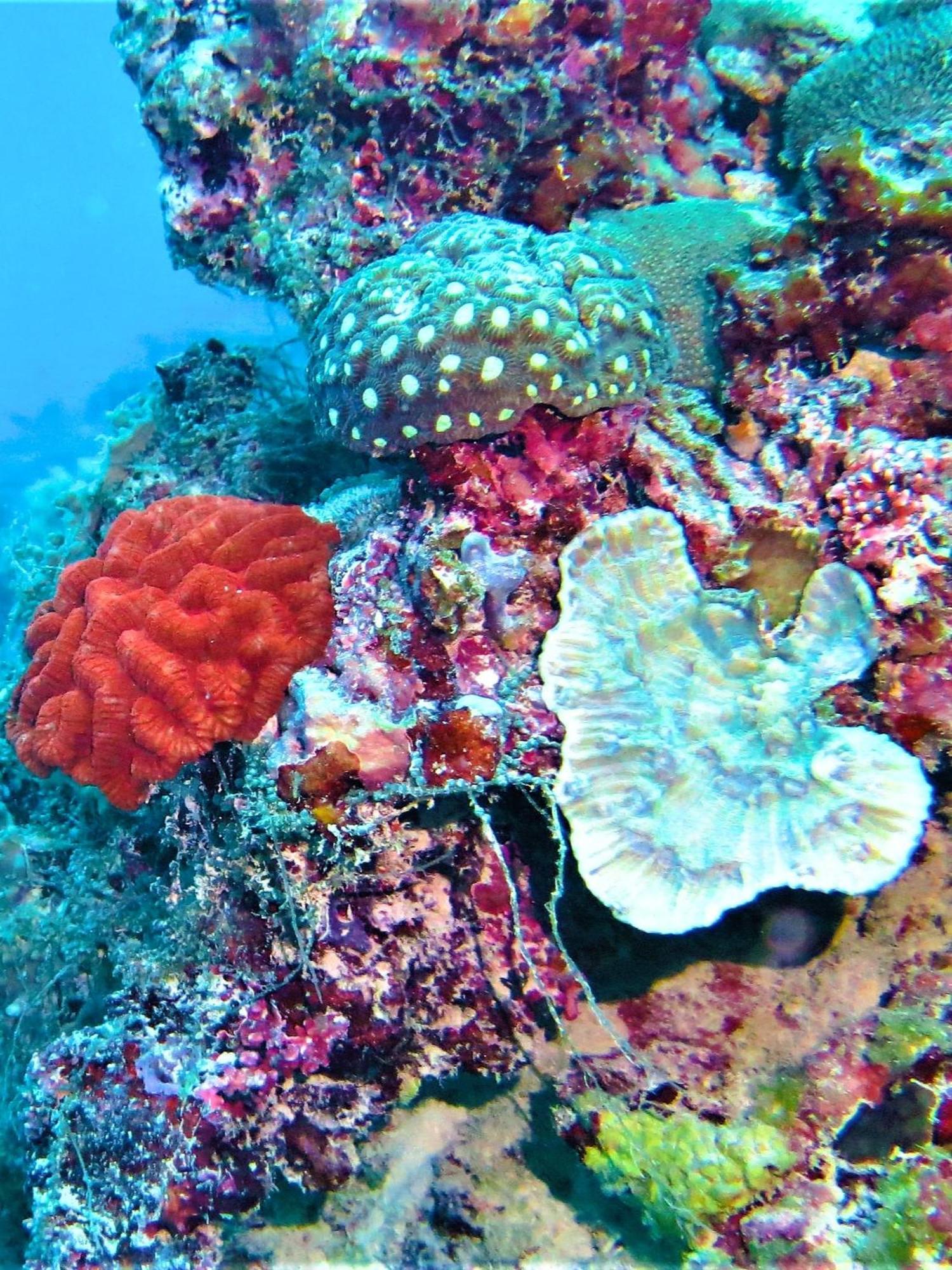 The Fulhadhoo Beach Cottage Exteriör bild